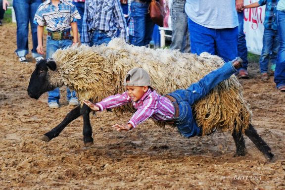 Sheep by a Nose