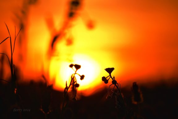 Flower Last Light