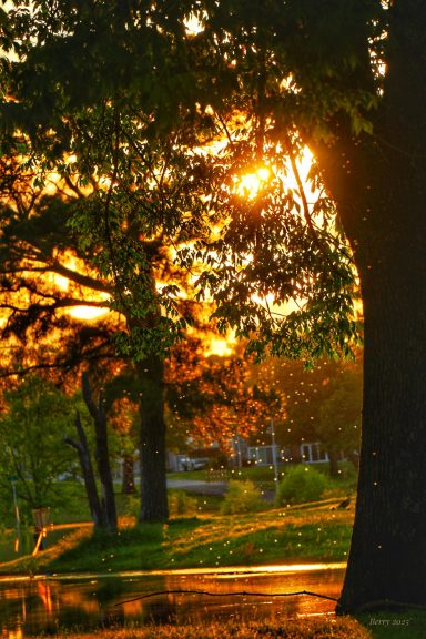 Dusk Light