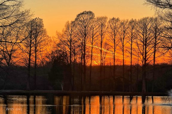 Tree Row