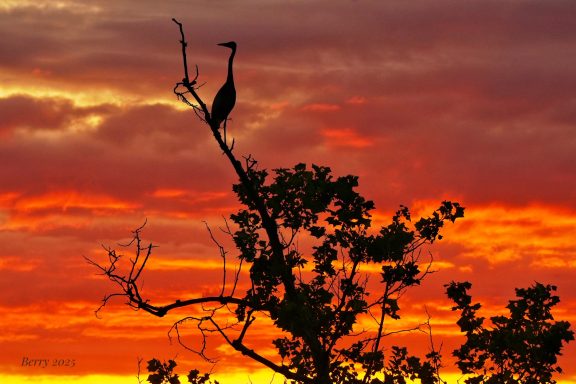 Blue Heron