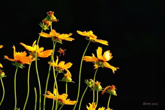 Yellow Bee