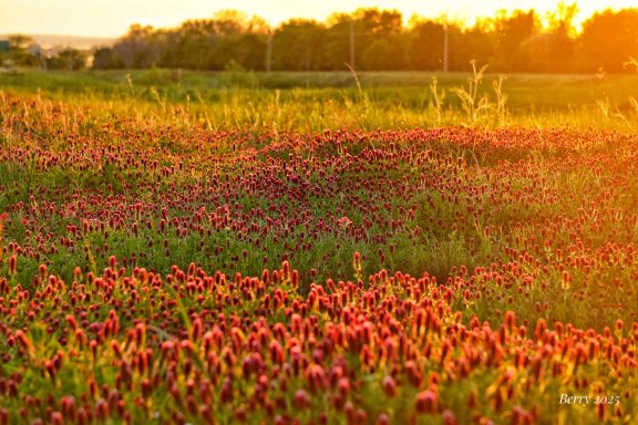 Dreamy Field